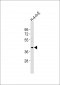 Bmi1 Antibody (C-term)